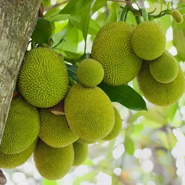 Orange_Gum_Less_Jackfruit_Grafted_&_Amp_Hybrid_Fruit_Plant