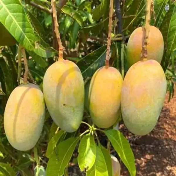 Yellow_Keshar_Mango_Grafted_Fruit_Plant