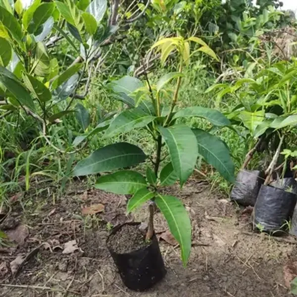 Yellow_Keshar_Mango_Grafted_Fruit_Plant