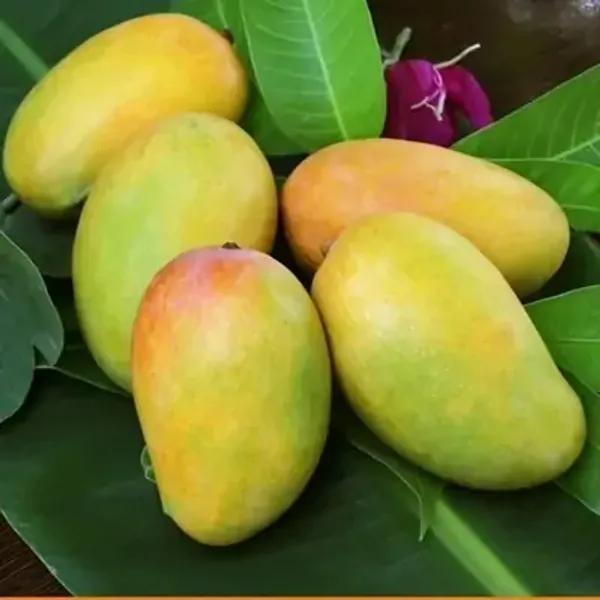 Yellow_Keshar_Mango_Grafted_Fruit_Plant