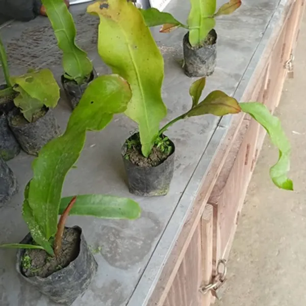 Red_Brahma_Kamal_Flower_Plant_Red