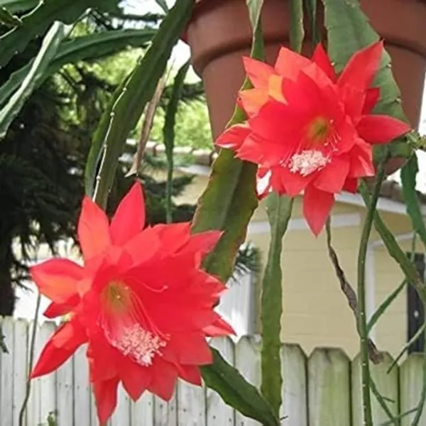 Red_Brahma_Kamal_Flower_Plant_Red