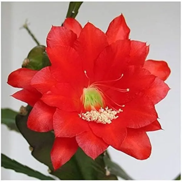 Red_Brahma_Kamal_Flower_Plant_Red