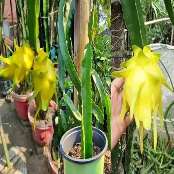 Yellow_Dragon_Fruit_Plant