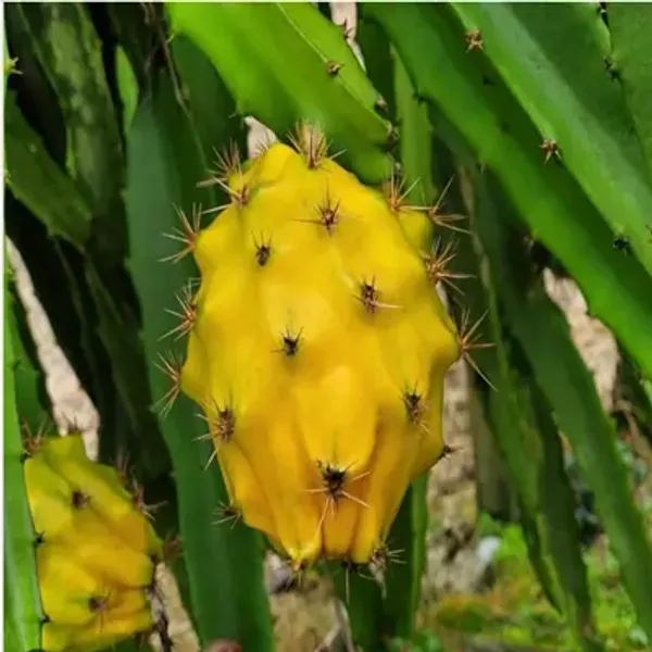 Yellow_Dragon_Fruit_Plant