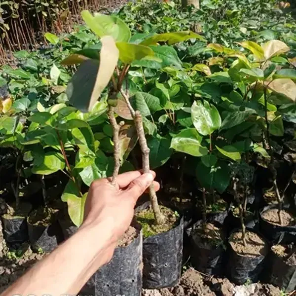 Green_Nashpati_Pear_Grafted_&_Amp_Hybrid_Fruit_Plant