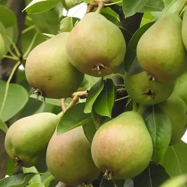 Green_Nashpati_Pear_Grafted_&_Amp_Hybrid_Fruit_Plant