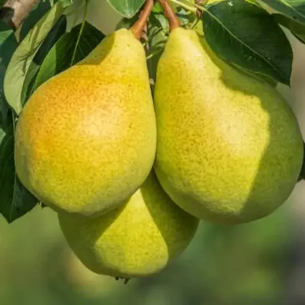 Green_Nashpati_Pear_Grafted_&_Amp_Hybrid_Fruit_Plant