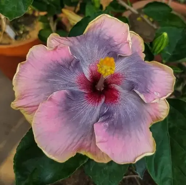 Purple_American_Variety_Hibiscus_Flower_Plant