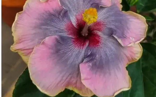 Purple_American_Variety_Hibiscus_Flower_Plant