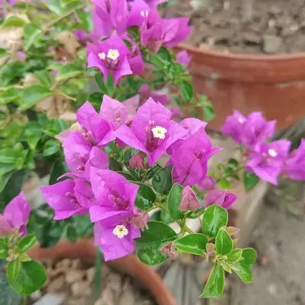 Pink_Spectrum_Bougainvillea_Flower_Plant