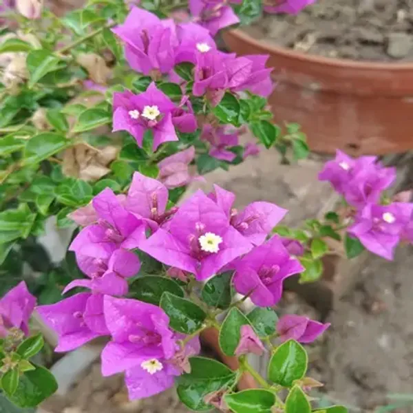 Pink_Spectrum_Bougainvillea_Flower_Plant