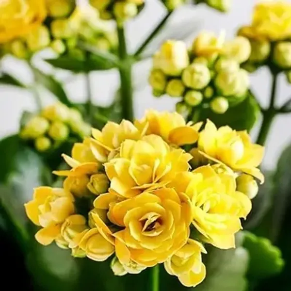 Yellow_Kalanchoe_Flower_Plant