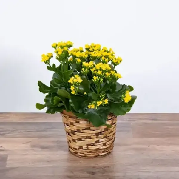 Yellow_Kalanchoe_Flower_Plant