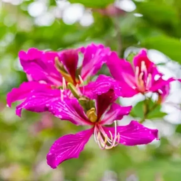 Purple_Bauhinia_Acuminata_Kanchan_Flower_Plant