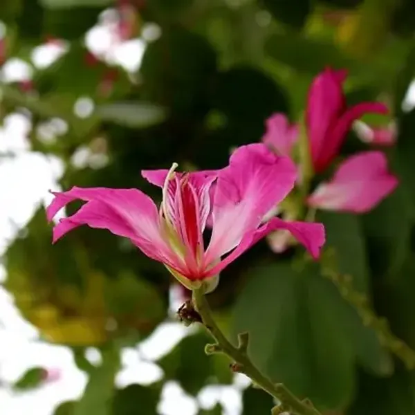 Purple_Bauhinia_Acuminata_Kanchan_Flower_Plant
