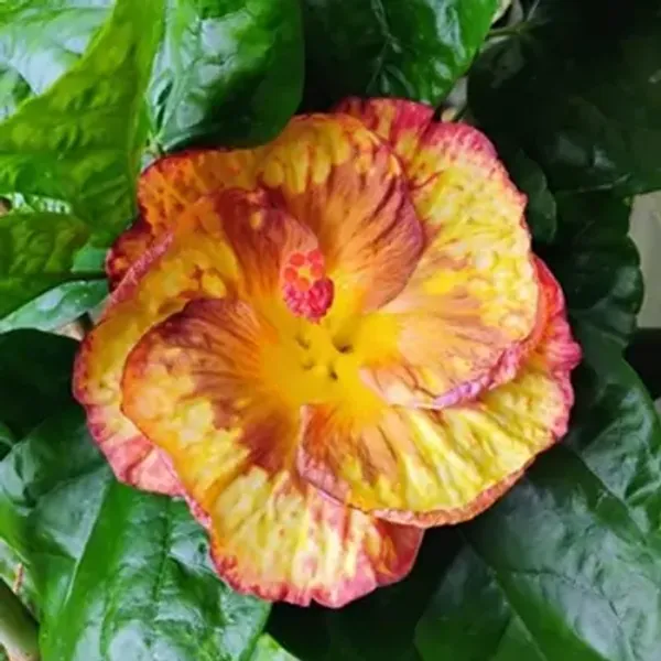 Yellow_American_Variety_Hibiscus_Flower_Plants
