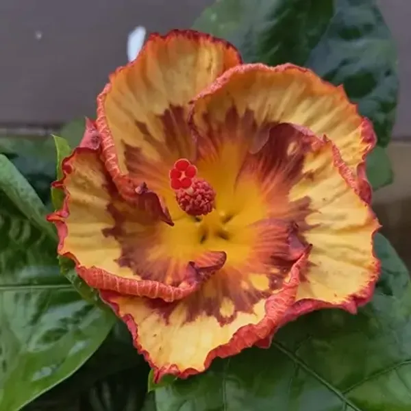 Yellow_American_Variety_Hibiscus_Flower_Plants