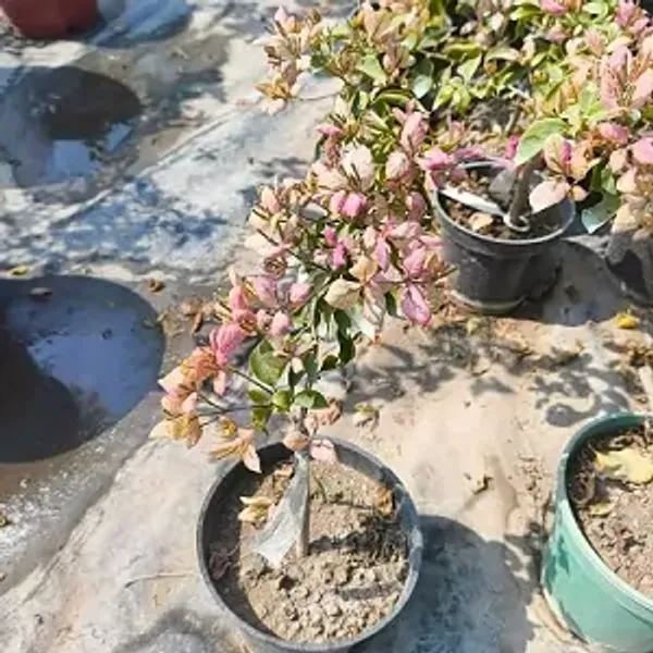 Pink_Geisha_Bougainvillea_Plant