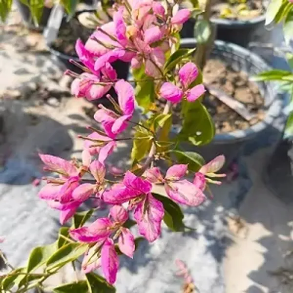 Pink_Geisha_Bougainvillea_Plant
