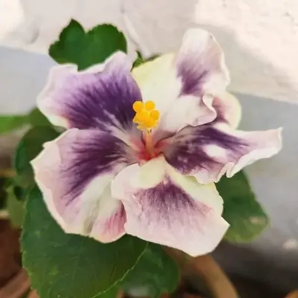 Purple_&_White_Australian_Variety_Grafted_Hibiscus_Flower_Plant