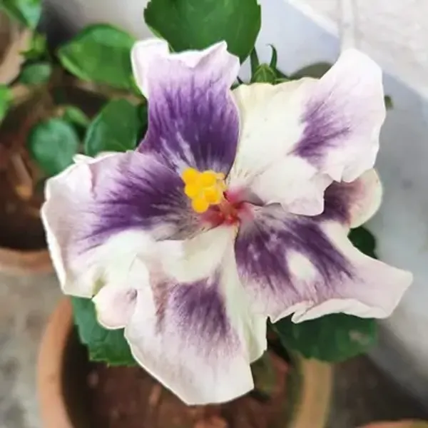 Purple_&_White_Australian_Variety_Grafted_Hibiscus_Flower_Plant