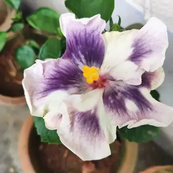 Purple_&_White_Australian_Variety_Grafted_Hibiscus_Flower_Plant