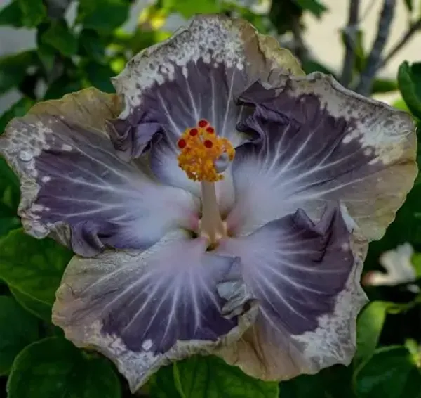 Blue_American_Variety_Hibiscus_Flower_Plant