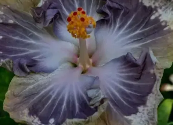 Blue_American_Variety_Hibiscus_Flower_Plant