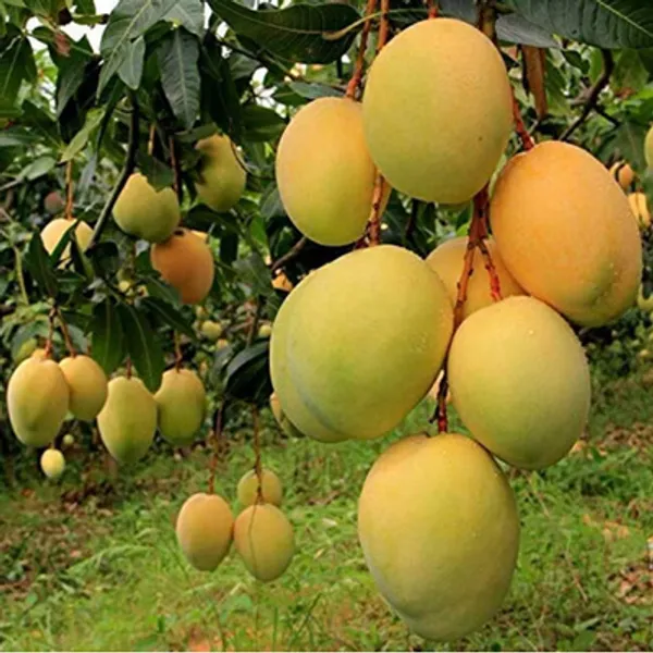 Yellow_Katimon_Mango_Grafted_Plants