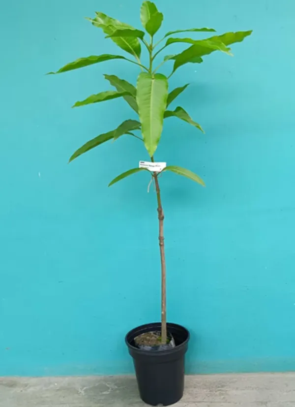 Yellow_Katimon_Mango_Grafted_Plants