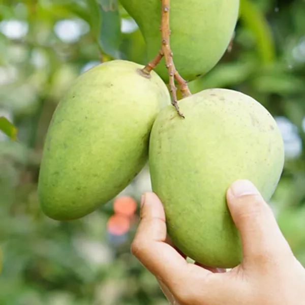 Yellow_Katimon_Mango_Grafted_Plants