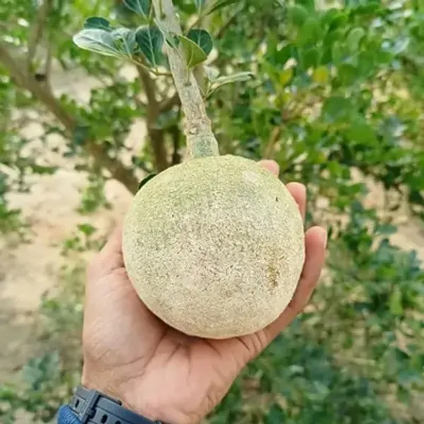 Brown_Kotbel_Wood_Apple_Grafted_Fruit_Plant