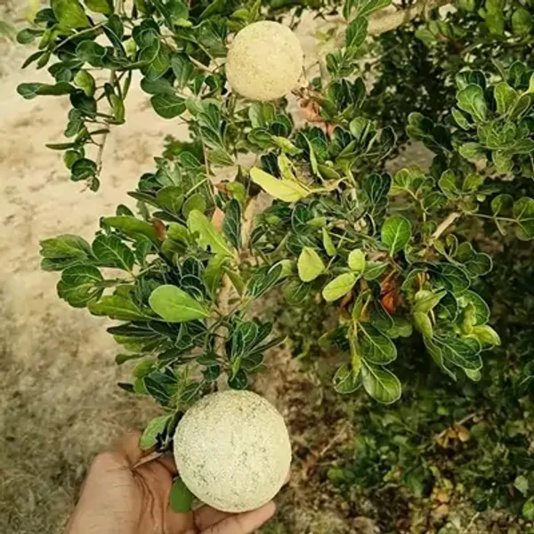 Brown_Kotbel_Wood_Apple_Grafted_Fruit_Plant