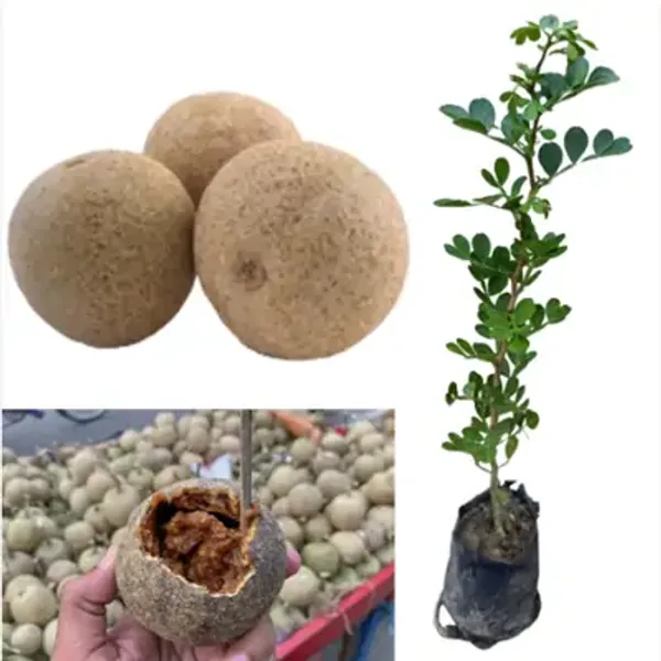 Brown_Kotbel_Wood_Apple_Grafted_Fruit_Plant