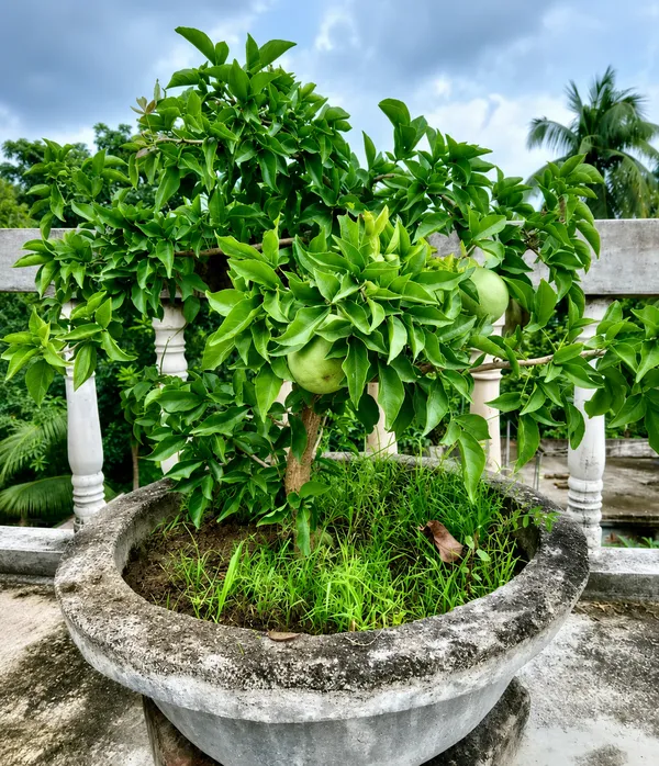 Brown_Kotbel_Wood_Apple_Grafted_Fruit_Plant