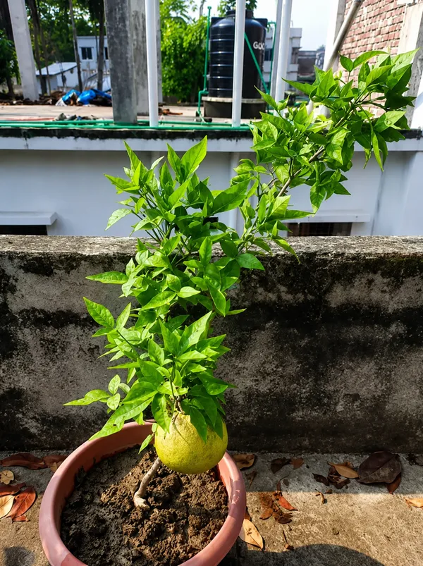 Brown_Kotbel_Wood_Apple_Grafted_Fruit_Plant