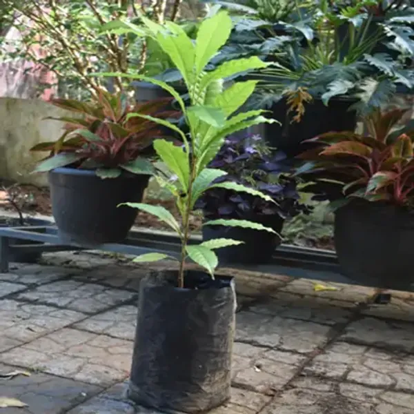 Yellow_Abui_Pouteria_Caimito_Grafted_&_Amp_Hybrid_Fruit_Plant
