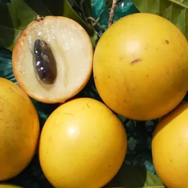 Yellow_Abui_Pouteria_Caimito_Grafted_&_Amp_Hybrid_Fruit_Plant