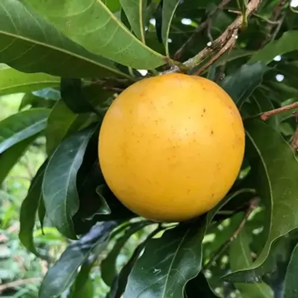 Yellow_Abui_Pouteria_Caimito_Grafted_&_Amp_Hybrid_Fruit_Plant