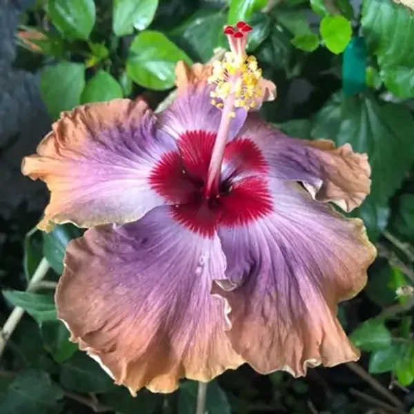 Brown_&_Purple_Australian_Variety_Grafted_Hibiscus_Flower_Plant