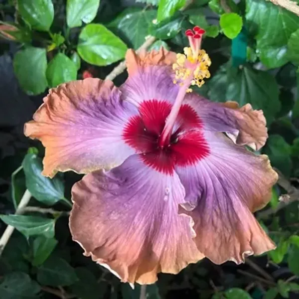 Brown_&_Purple_Australian_Variety_Grafted_Hibiscus_Flower_Plant