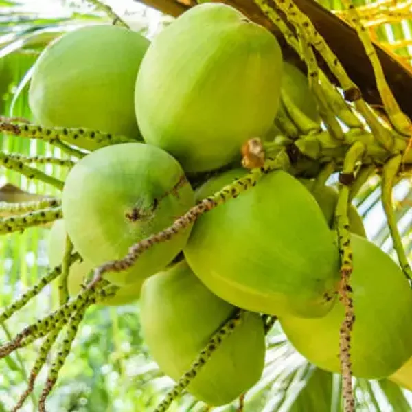 Green_Kerala_Coconut_Fruit_Plant