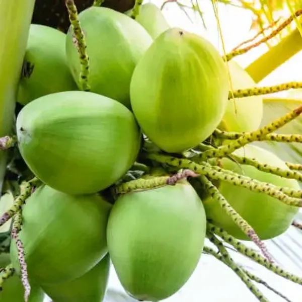 Green_Kerala_Coconut_Fruit_Plant