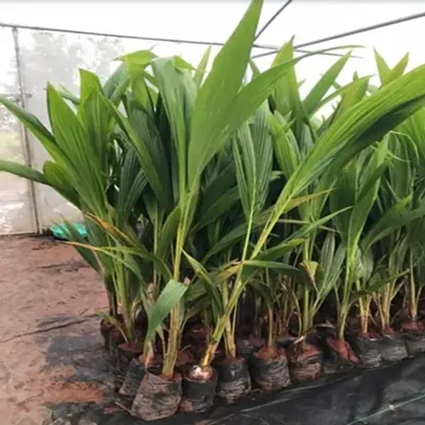 Green_Kerala_Coconut_Fruit_Plant