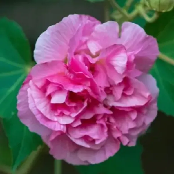 Pink_Land_Lotus_Thoka_Variety_Flower_Plant