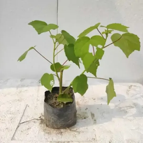 Pink_Land_Lotus_Thoka_Variety_Flower_Plant