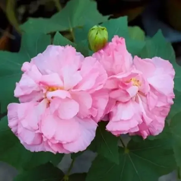 Pink_Land_Lotus_Thoka_Variety_Flower_Plant