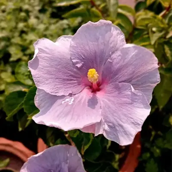 Light_Pink_American_Variety_Hibiscus_Flower_Plant