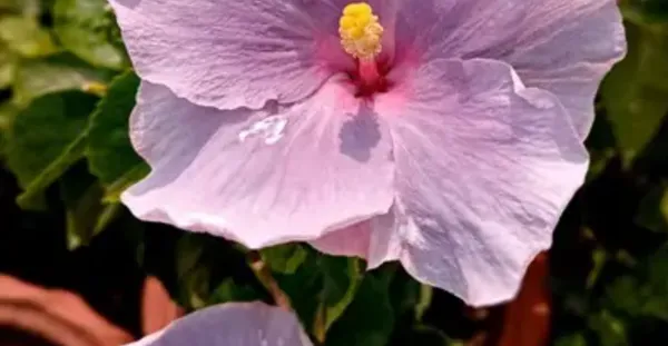 Light_Pink_American_Variety_Hibiscus_Flower_Plant